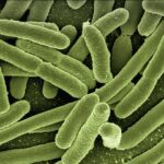 bacteria image